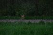 w pobli�u s�ycha� by�o  koz�a ale niestety nie wyszed�