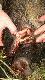 �eby nie by�o w�tpliwo�ci �e to "�on". :-)
