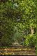 Do Jerzkowic, z majestatycznymi d�bami.