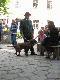 przed pokazem ps�w