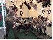 Pies wabi� si� "Ha�as" i mimo usilnych pr�b ci�cia i oszczekiwania nie m�g� zrozumie� dlaczego dzik nie chce si� ruszy�:)