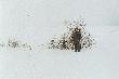 Wspomnie� czar -1995r.!!!
Kole�anka Ewa ze swoim pierwszym szarakiem. (foto. Kol. H.B. )