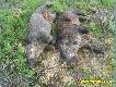 Pierwszy dublet w moim �yciu i to jak okaza�y. Wa�y�y odpowiednio 34 i 27 kg. 
