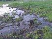 Pi�ciomiesi�czne Jagi-POLO i PERS.