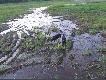 Pi�ciomiesi�czne Jagi-POLO i PERS.
