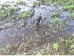  Pi�ciomiesi�czny Jagu� POLO.