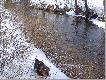 Na spacerku. Dzikie kaczki przesta�y ba� si� ludzi, dop�ywa�y na odleg�o�� 3 metr�w. Troszke pies p�oszy�.