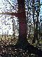 Stary, poczciwy d�b ogrzewa si� w wiosennych promieniach