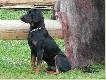 CAR Czarny Tulipan - Go�czy Polski