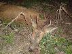 Rogacz strzelony na Wab. Kaliber 8x57JRS, kula TOG 14,3gr. strza� komorowy, rogacz zosta� w ogniu. Mia�y byc dziki a jest rogacz. 