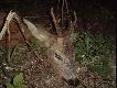 Rogacz strzelony na Wab. Kaliber 8x57JRS, kula TOG 14,3gr. strza� komorowy, rogacz zosta� w ogniu. Mia�y byc dziki a jest rogacz. 