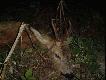 Rogacz strzelony na Wab. Kaliber 8x57JRS, kula TOG 14,3gr. strza� komorowy, rogacz zosta� w ogniu. Mia�y byc dziki a jest rogacz. 