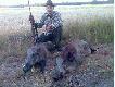 Dublet o poranku, 50kg przelatek meski i 54 kg wycinek (mia� star� ran� postrza�ow� przez tylne biegi)