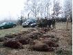 Na tym pokocie le�y sze�� dziczk�w strzelonych przez jednego my�liwego.Polowanie odby�o si�  w 13 strzelb.