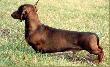 Ragazzo czyli po domowemu Gacek opr�cz dyplom�w z pr�b dzikarzy ,norowc�w i ma�ych ras mysliwskich, na wystawach zdoby� tytu�y Champion Polski i S�owacji, Grand Champion S�owacji ,M�odzi�zowy Champion Polski,Zwyci�zca Klubu'03, Zwyci�zca S�owacji '03. 
www.republika.pl/klan_ady