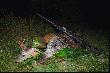 Kolanko da�o efekt i to ju� po raz drugi.O 19:40 strzeli�em rogacza,wypatroszy�em i powiesi�em go na brzozie.Na tej samej zwy�ce zasiad�em z powrotem.Dziki wysz�y p�niej i o 22:45 strzeli�em przelatka.