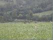 BIESZCZADY
