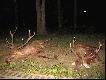 Byk Piotra i m�j na pokocie