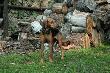 Go�czy Schillera