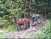 Wyjaz po byka w g�ry o 8:00 a z powrotem byli�my dopiero na 13:00 kawa� drogi.Teren�wka spisa�a sie na medal :)