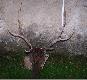 Byk Taty(nieregularny �smak) strzelony wczoraj. Wiek 5 lat, waga tuszy 101kg. Lepsze fotki dodam p�niej.... Darz B�r 