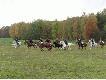 Pogo� za "lisem", a w zasadzie za lisic�...