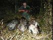 Dzi� �w. Hubert darzy�:) Tryplet...ekipa przelatk�w -  w tym jeden raby dziczek. 65, 57 i 56kg - dwa "za ucho", jeden na komor� - wszystkie pad�y w ogniu. Poczciwy stary mosin zmienia w�asciciela  niebawem, ale jeszcze na koniec spisa� sie znakomicie.
