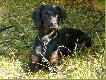 CAR Czarny Tulipan - Go�czy Polski