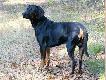 CAR Czarny Tulipan - Go�czy Polski