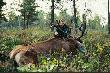 Jele� byk, Bia�oru� 2004