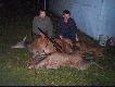06.10.2008...po p� godzinnej zasiadce:)) waga�ani 93 kilo a cielaka 50,5...strza�y oddane z drylinga merkel 7x65r
