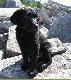 Latem 2008 na wedr�wce po ska�ach w rejonie Georgian Bay (j.Huron). Musi zaprawia� si� w chodzeniu, bo w por�wnaniu do Uncasa, go�czego, to wielki le�...Inna to rasa, inne cechy...ale da si� lubi� ten psiak...