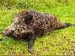 Dzik ten by� po wielu przej�ciach w �owisku!!!! Na szyi mia� szram� po zerwanym wnyku, odstrzelony mia� chwost, oraz  zagojon� ran� postrza�ow� na tylnym biegu. Niestety strza�u komorowego nie prze�y�. Waga 92 kg. Or� 18,5 cm 