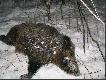 ody�czyk mojego staruszka :) 152 kg. rok pa�ski 2001
