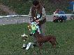 Gines Hazba zwyci�zca Klubowej Wystawy Elbl�g 2005