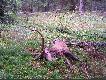 Przeszed� do krainy wiecznych �ow�w. 