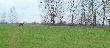 Lic�wka z cielakiem
