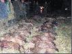 31 DZIK�W ,2 KOZY I 1 LIS dzi� pad� rekord na G�rnowie.(Jak nie ko�a ?)Wszystko na dziszejszym polowaniu.