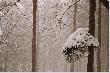 Pod ci�arem �niegu.