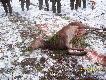 Strza��w by�o wiele.... Pokot jak wida�....