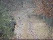 Ju� prawie wysz�y! A jak wyszed� to ju� trzyma�em sztucer w r�kach. Strzela�em trzy razy -  pozosta� tylko obraz w mej g�owie i pytanie "dlaczego nie trafi�em"?????
