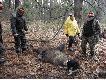 Po oko�o 2 km. �ajki dosz�y rannego dzika. Mia� wysoko przeszczelony przedni bieg. Psy spisa�y si� ma medal!!!