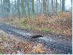 A tak zosta�  m�j  pierwszy dzik.