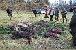 Pokot. 10 dzik�w, 3 jelenie. W tym odyniec i locha moje i jeden cielak..