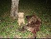 Zaraz po wypakowaniu dzika z  samochodu  Mietek zaci�gn�� przy nim wart� :-) Kredyt za  now� chat�  trzeba  sp�aca� ;-))))) (zdj 166175)