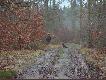 Wiernym towarzyszem moich �ow�w jest Diana z hodowli Venator Magnus, prezent od brata, jaki otrzyma�em po stracie poprzedniej suki