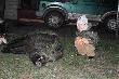 ma�y �owca i wieeeelki odyniec