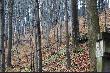 z g�ry wyjecha�y mi kabany, locha i 6 warchlak�w. Jeden po strzale komorowym stoczy� sie na sam d�.... 