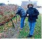 I ju� z powrotem na po�udniu Ontario. Sprawdzamy stan przygotowania w winnicy do zbioru winogrona na wino lodowe.