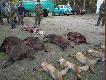 pokot na Hubertusie 2008: 1 lania, 1 znalezione ( powypadkowe) ko�le, 4 dziki i 5 lis�w